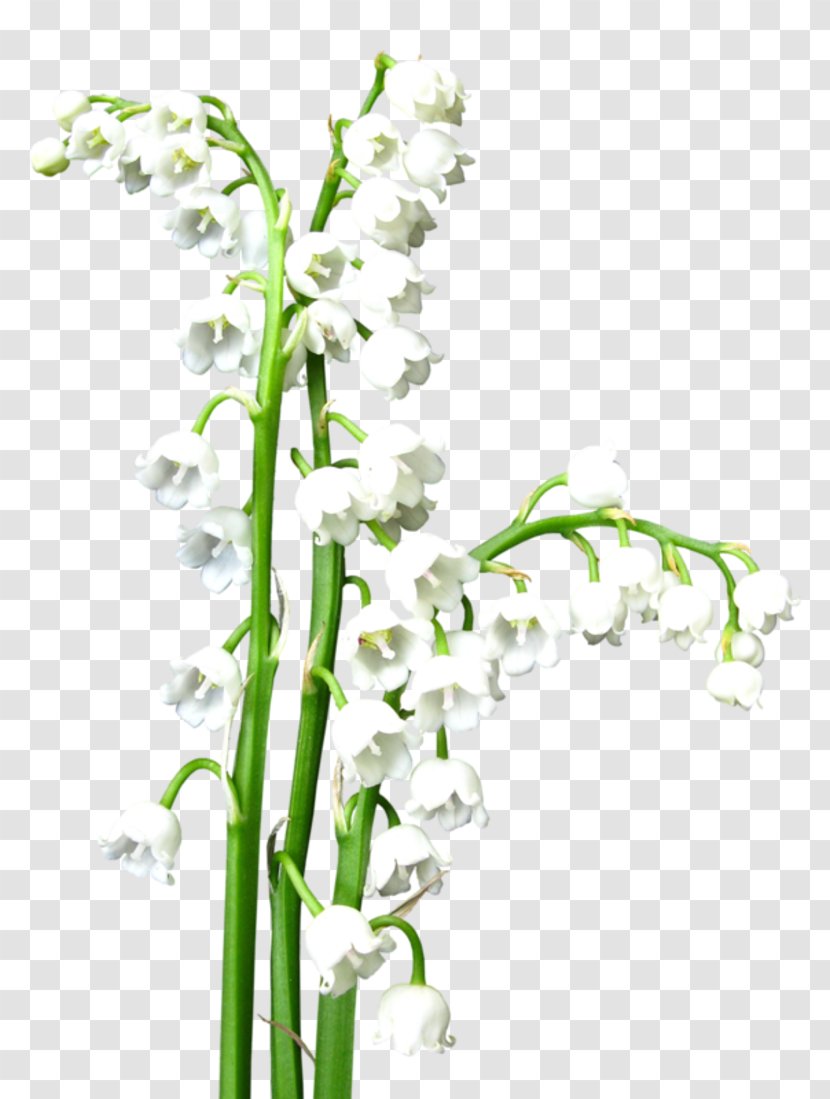Lily Of The Valley Floral Design Flower Clip Art - Flora - Trfiold Transparent PNG