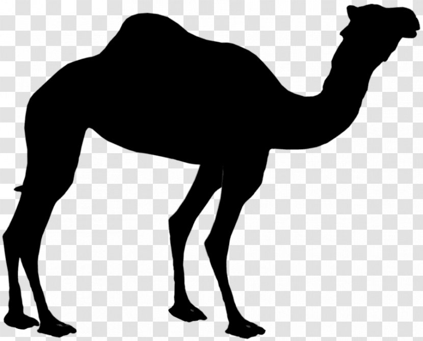 Dromedary Silhouette Clip Art Bactrian Camel Image - Livestock - Desert Transparent PNG