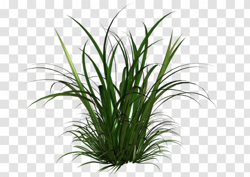 Grasses And Grains Clip Art - Aquarium Decor - Tall Grass Clipart Transparent PNG