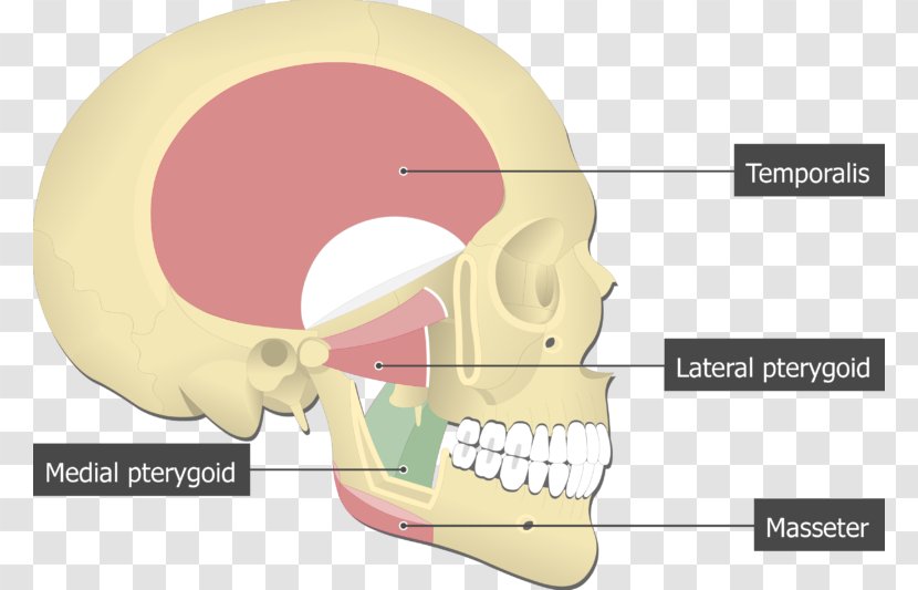 Lateral Pterygoid Muscle Medial Temporal Masseter Processes Of The Sphenoid - Tree - Cartoon Transparent PNG