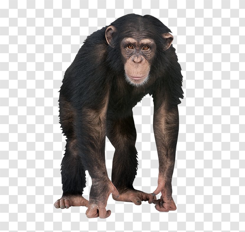 4 Pics 1 Word Chimpanzee Caring For Your Parakeet Letter Transparent PNG