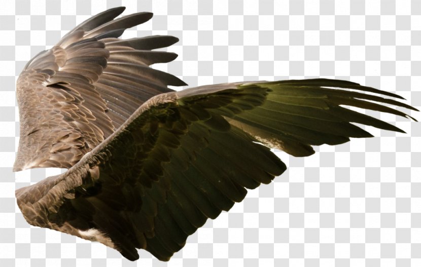 Eagle Bird Artist Buzzard - Accipitriformes Transparent PNG