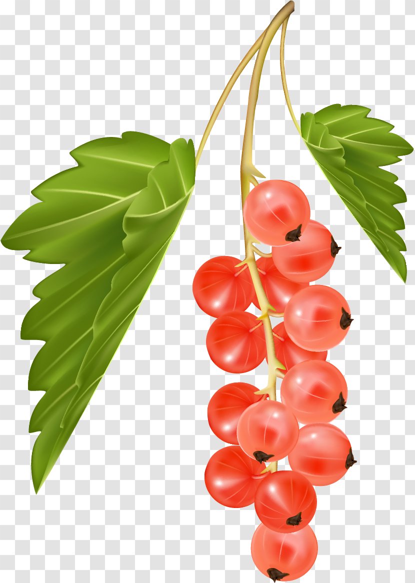 Zante Currant Blackcurrant Common Grape Vine Redcurrant Vector Graphics - Plant - Berries Transparent PNG