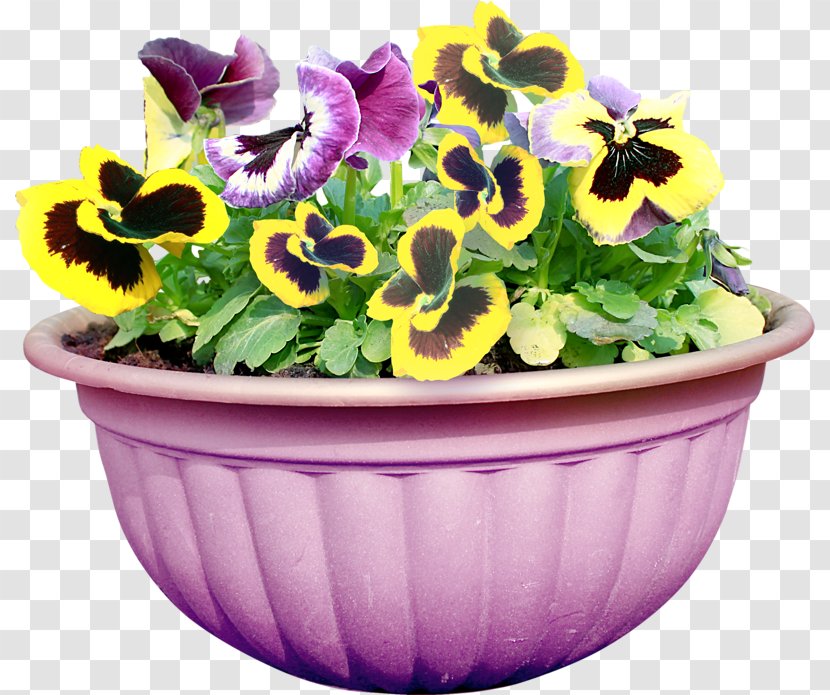 Pansy Flower Color Yellow Floral Design Transparent PNG