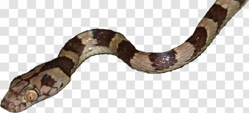Boa Constrictor Snake Reptile Vipers Transparent PNG
