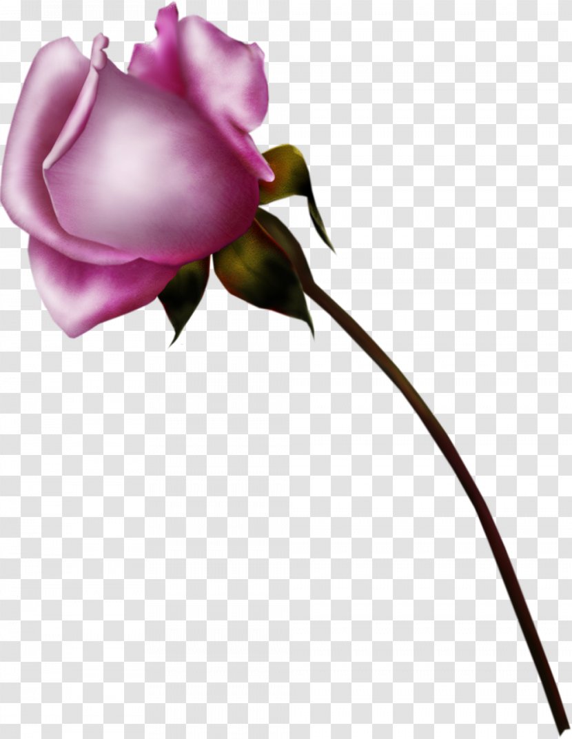 Flower Beach Rose Garden Roses Clip Art - Cut Flowers - Pouring Transparent PNG