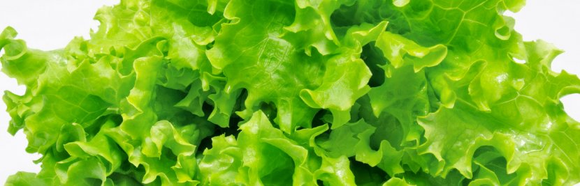 Iceberg Lettuce Wild Hamburger Chicken Salad Vegetable - Romaine Transparent PNG