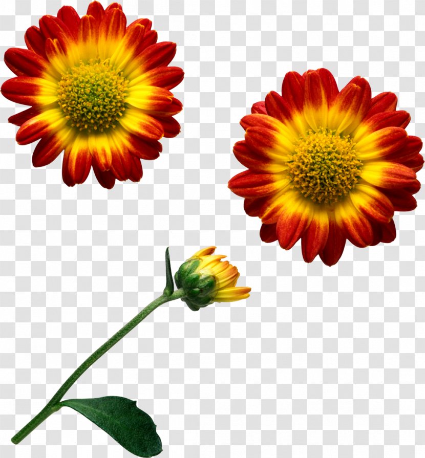 Flower Clip Art - Royaltyfree - Marigold Transparent PNG