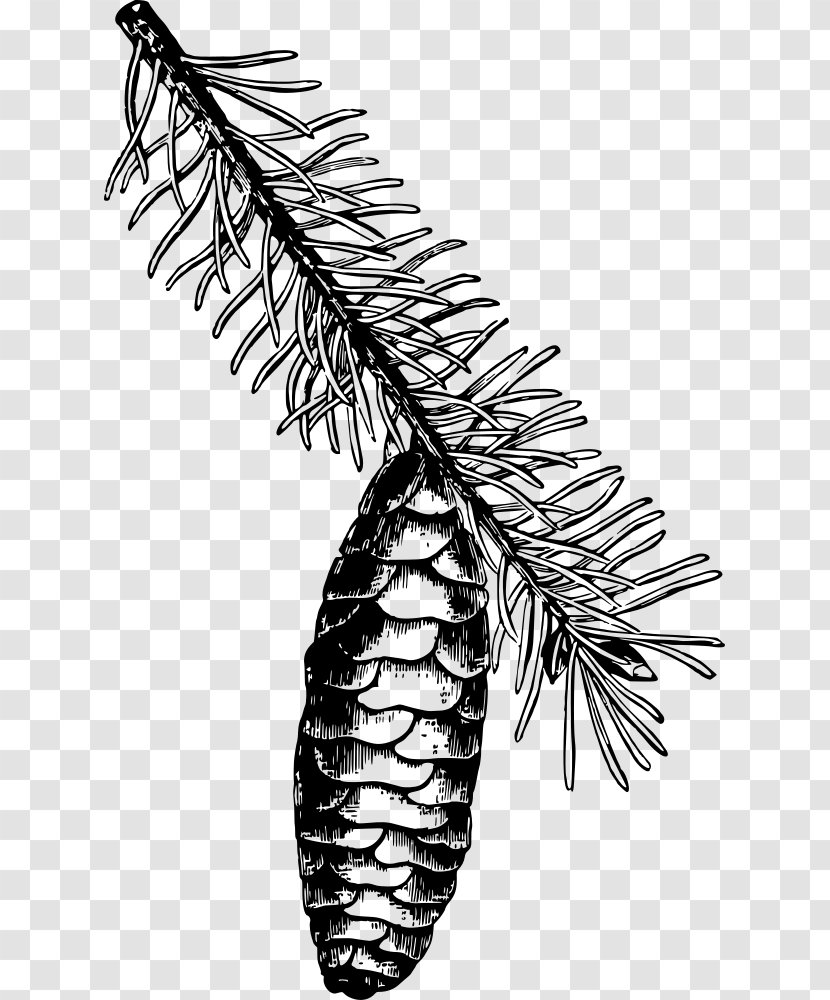 Drawing Norway Spruce Line Art Clip - Pine Family - Natural History Transparent PNG