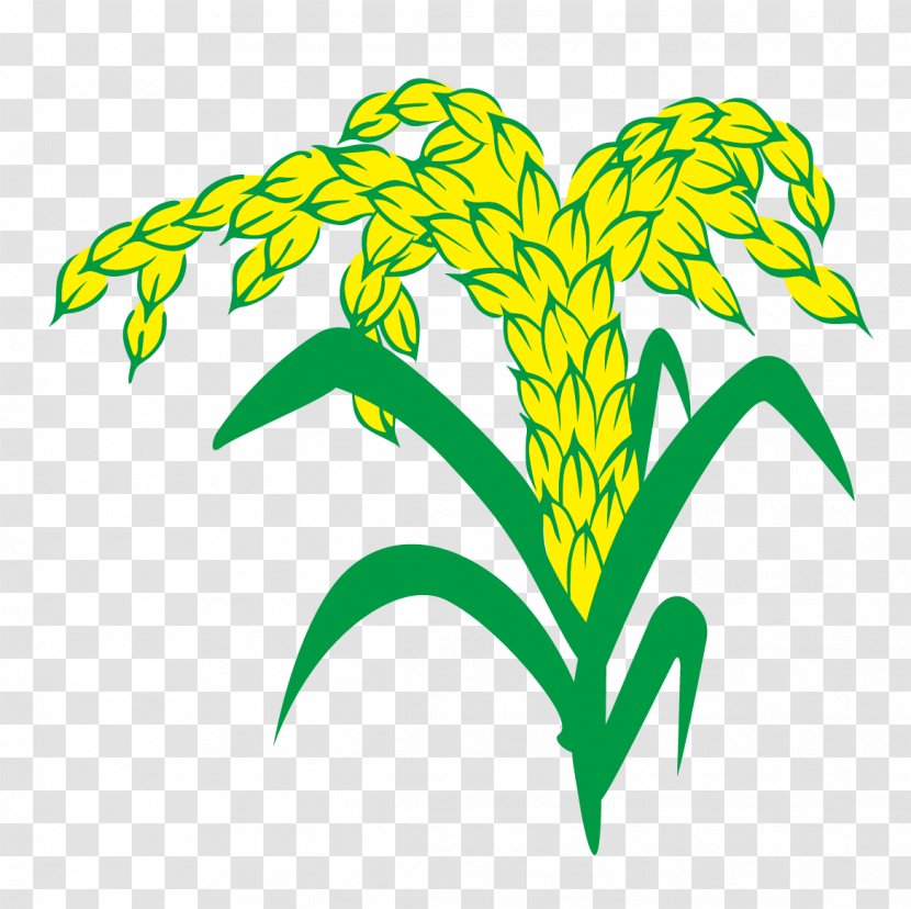 Euclidean Vector Rice Vecteur Wheat - Plant - And Transparent PNG
