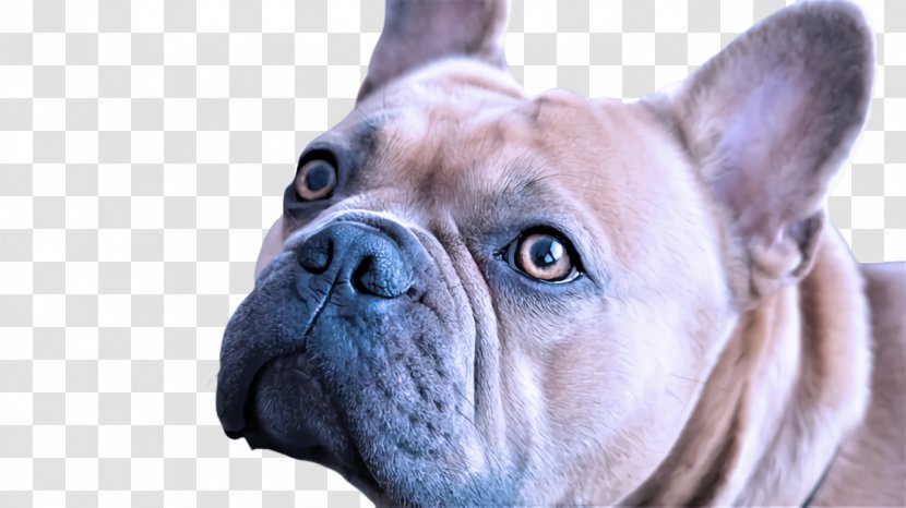 French Bulldog - Dog - Old English Transparent PNG