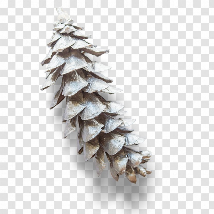 Eastern White Pine Conifer Cone Branch - Family - Silver Cones Transparent PNG