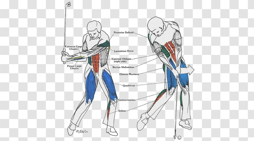 Golf Stroke Mechanics Core Exercise Strength Training - Watercolor - Muscles Transparent PNG