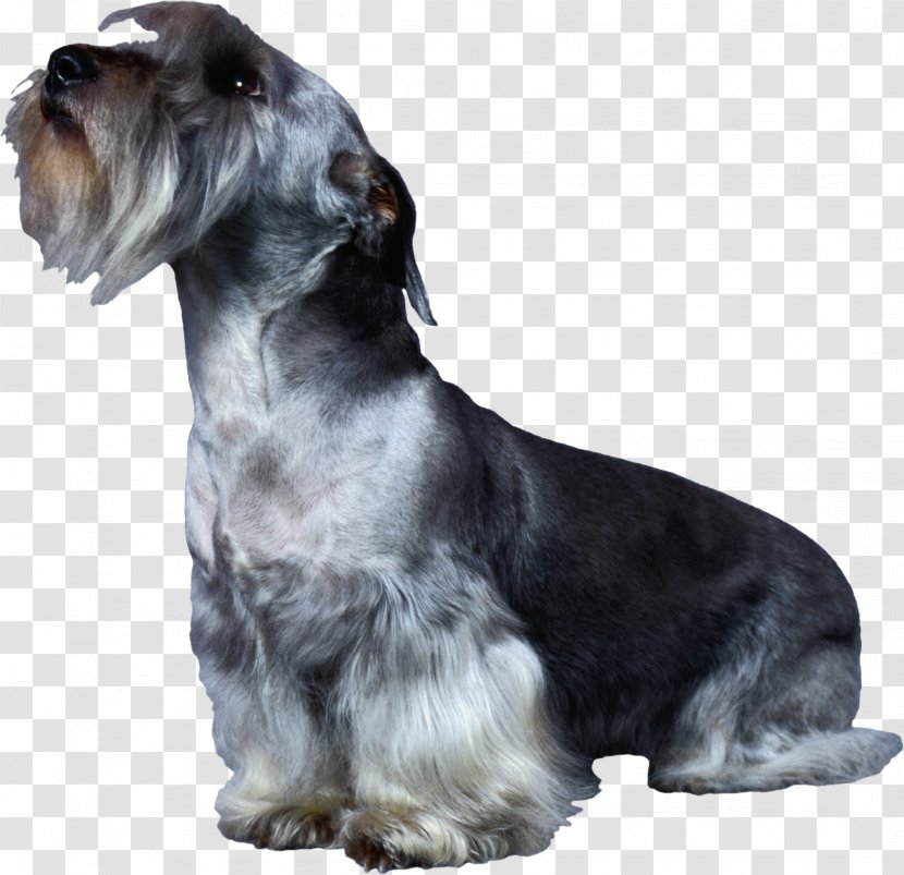 Miniature Schnauzer Cesky Terrier Standard Rare Breed (dog) Companion Dog - Collie - Corgi Transparent PNG