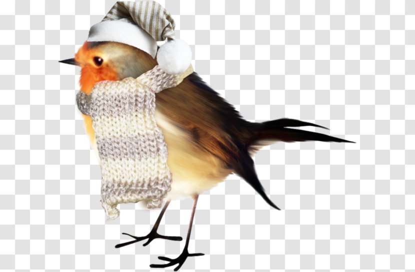 Sedentary Bird Transparent PNG