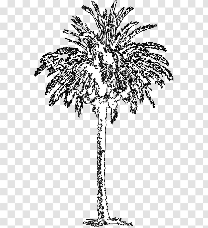 Date Palm Arecaceae Black And White Tree Plant - Visual Arts Transparent PNG