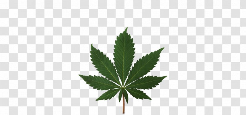 Medical Cannabis Legalization Smoking Legality Of - Leaf - Hemp Transparent PNG