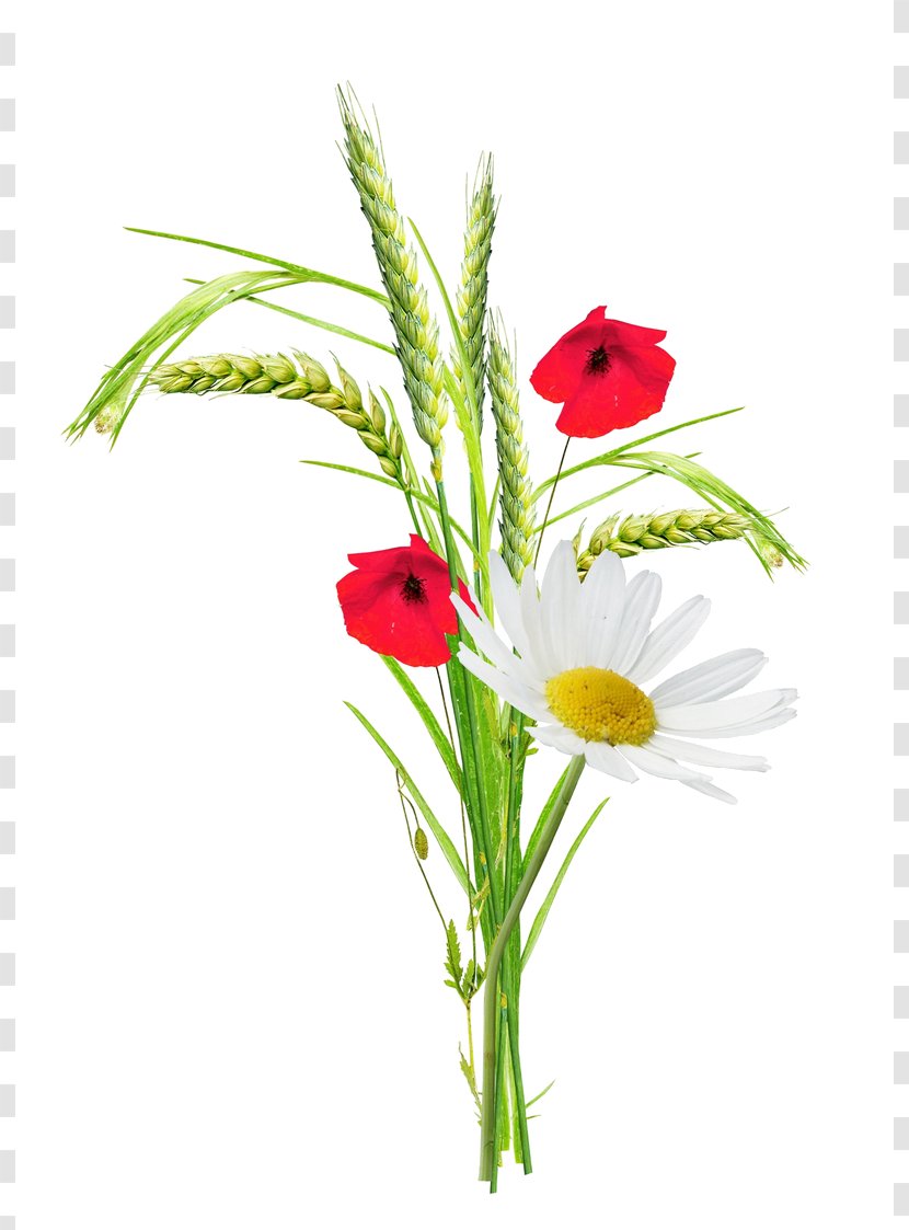 Flower Drawing Image Clip Art Transparent PNG