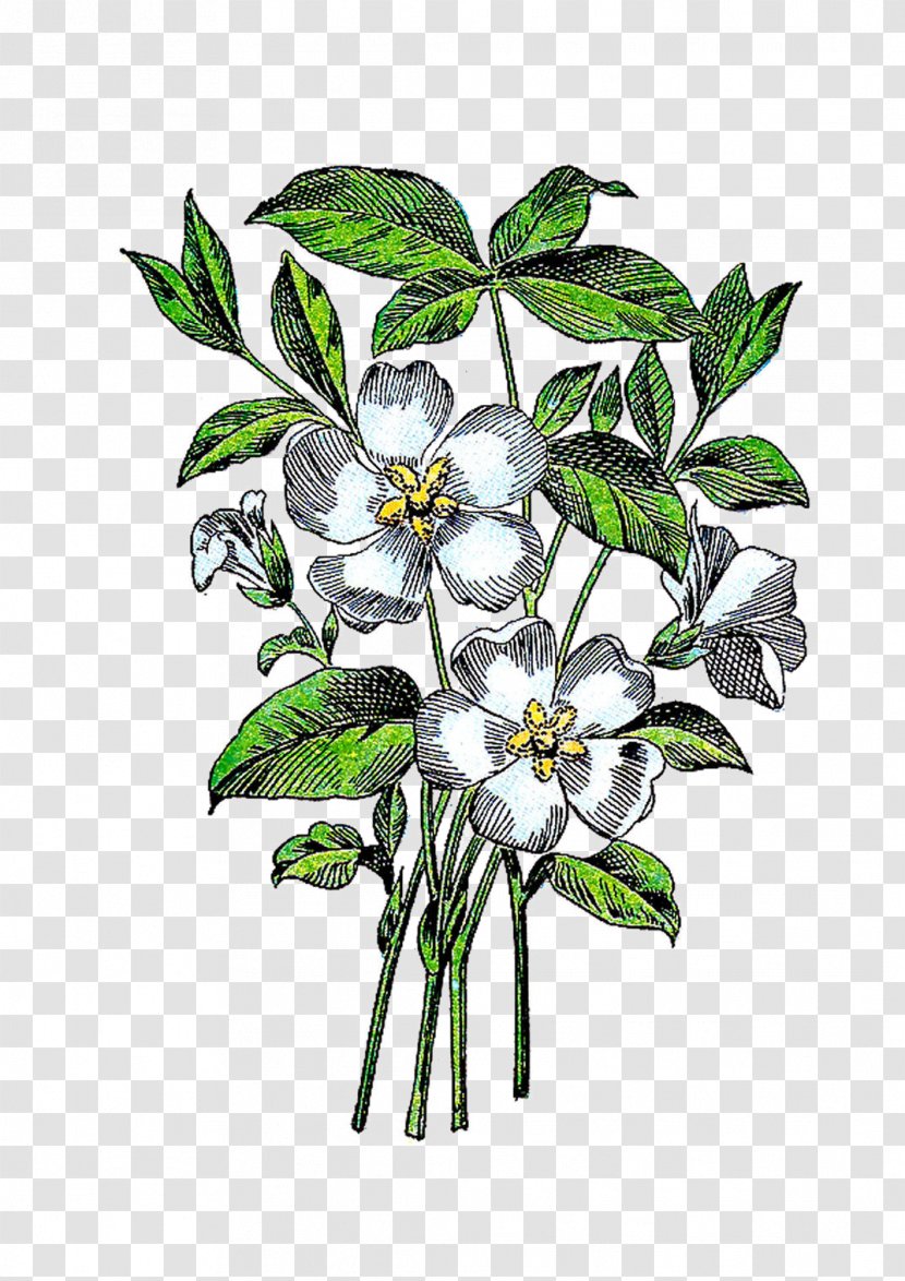 Flower Plant Clip Art - Cut Flowers - Illustration Transparent PNG