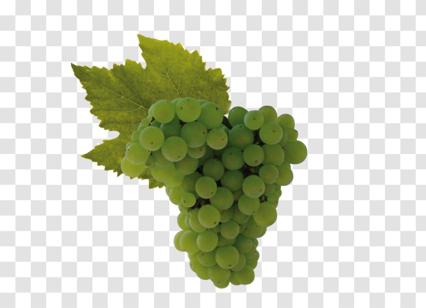 Sultana Raboso Wine Grape Uva Di Troia - Cabernet Sauvignon Transparent PNG