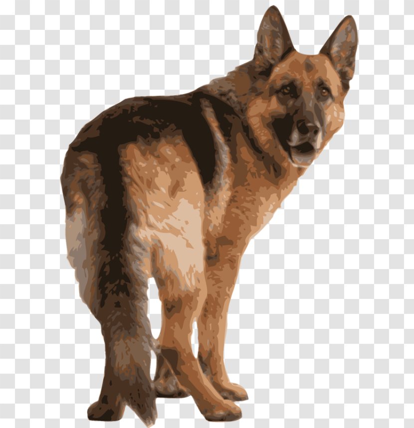 German Shepherd East-European White Malinois Dog Clip Art - Like Mammal Transparent PNG