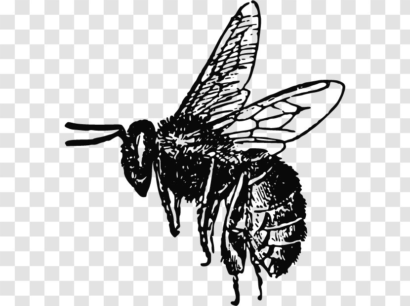 Bee Insect Drawing Clip Art - Fly - Vector Transparent PNG