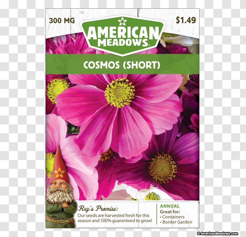 Garden Cosmos United States Cut Flowers Annual Plant Herbaceous - Magenta Transparent PNG