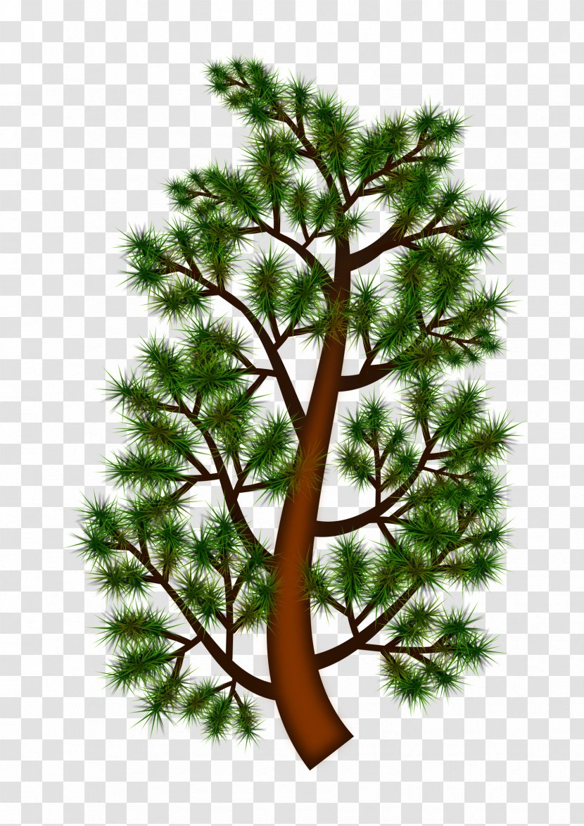 Pine Branch Tree Clip Art - Pinaceae Transparent PNG