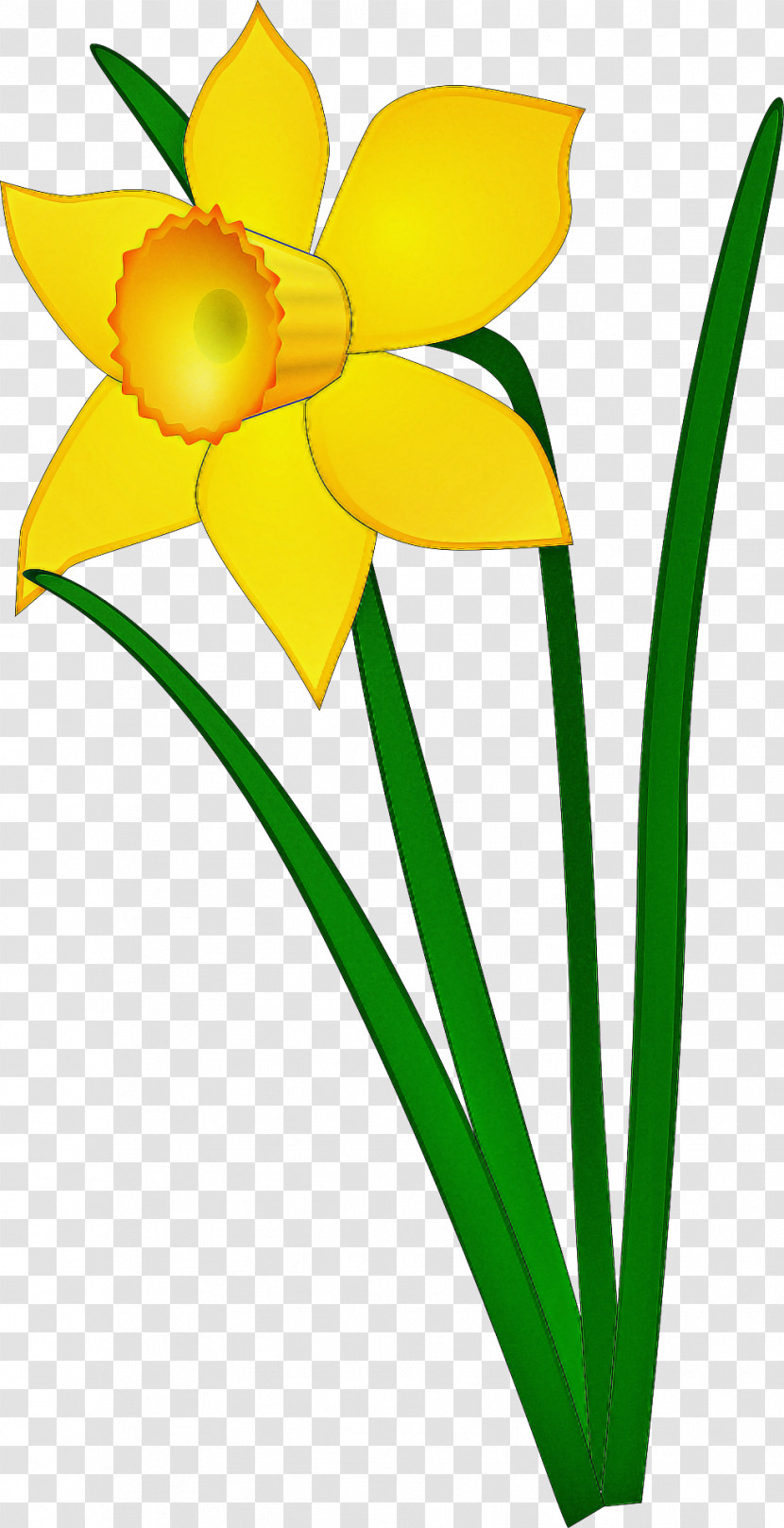 Yellow Flower Petal Plant Narcissus Transparent PNG