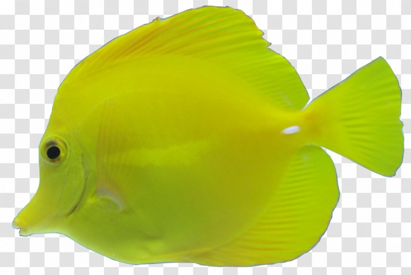 Fish Yellow Gratis - Designer - Aquatic Transparent PNG
