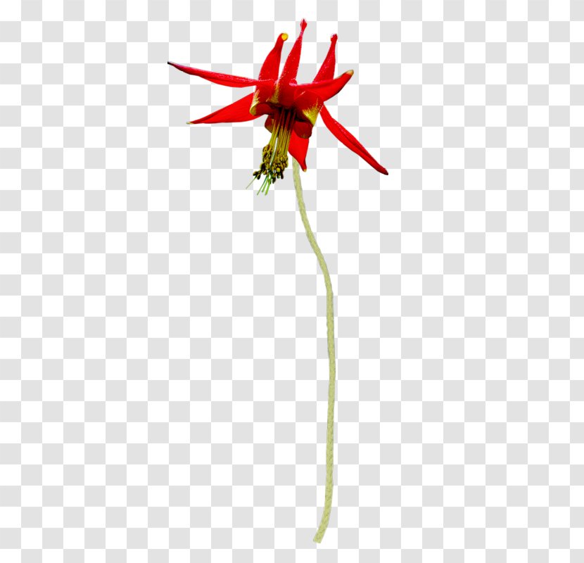 Red Cut Flowers Platycodon Grandiflorus - Flowering Plant - Flower Transparent PNG