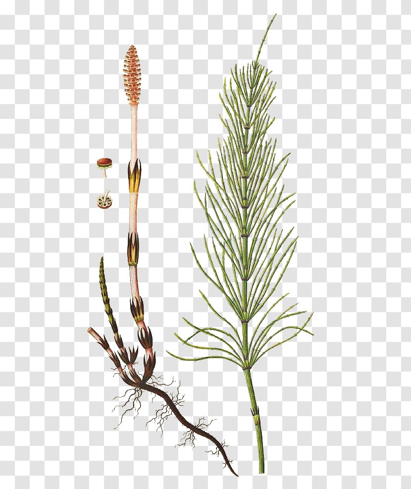 Twig Equisetum Grasses Plant Stem Pine - Tree - Horsetail Transparent PNG