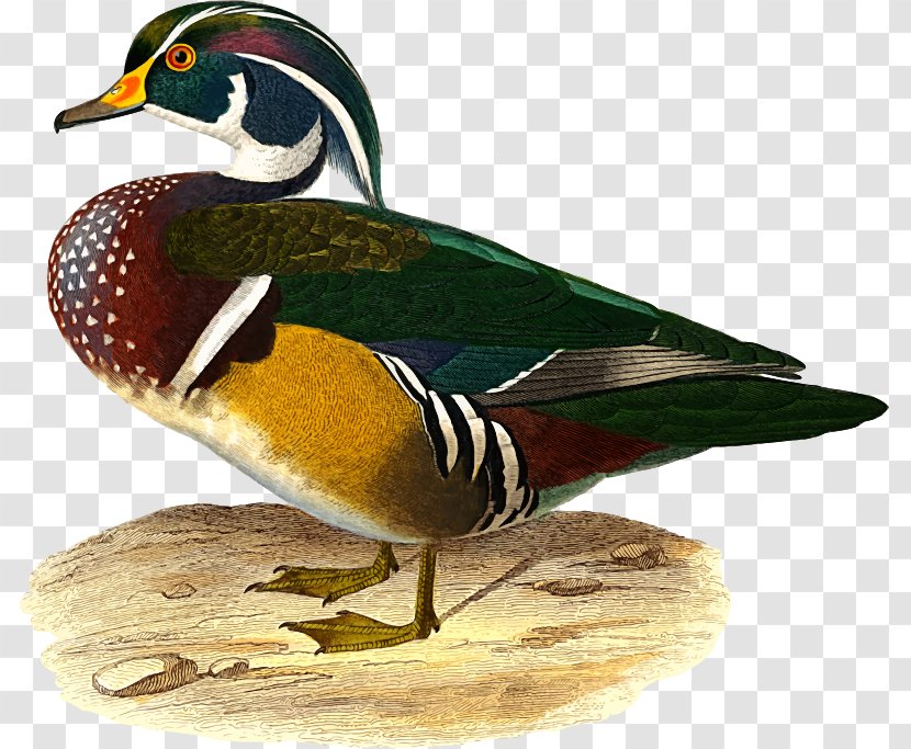 Mallard Wood Duck Bird Clip Art - Waterfowl - Chicks Transparent PNG