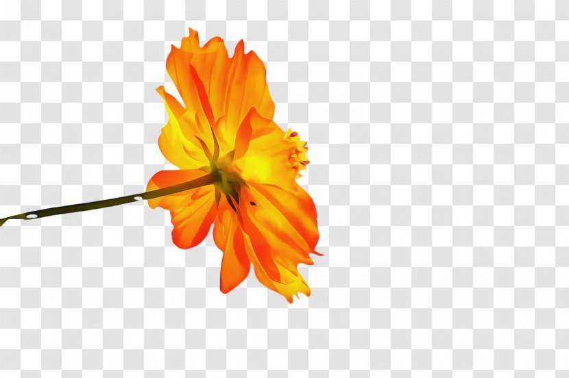 Flowers Background - Flora - Mallow Family Wildflower Transparent PNG