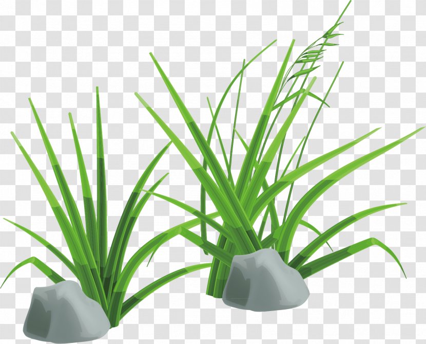 Clip Art - Grass - Green Material Transparent PNG