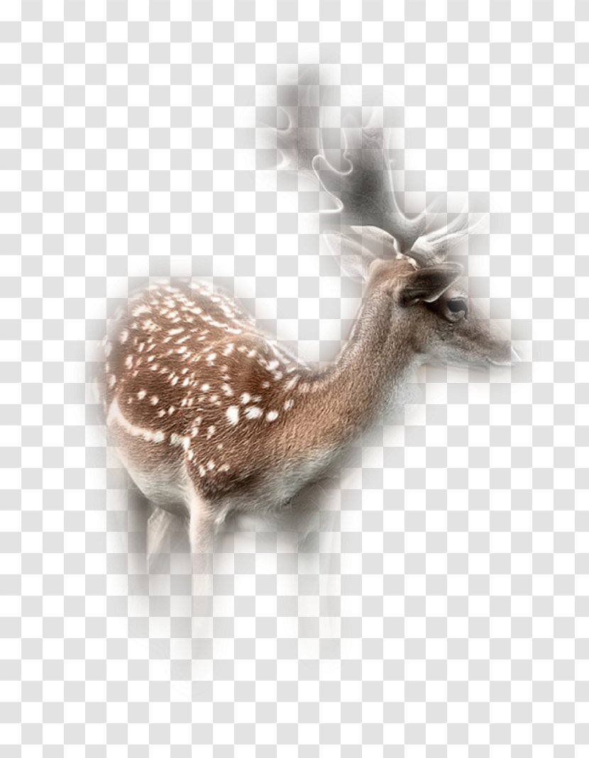 Reindeer Roe Deer Antelope Animal - Fur Transparent PNG