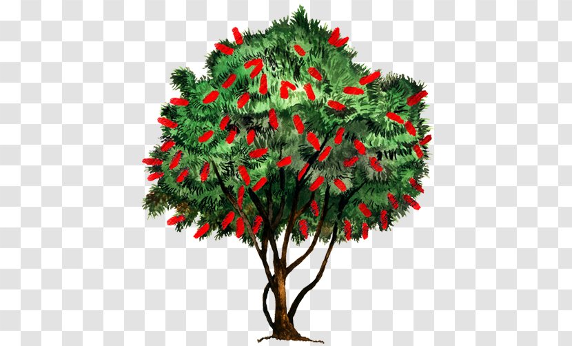 Fir Christmas Ornament Tree Evergreen - Plant Transparent PNG