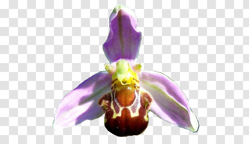 Moth Orchids Bee Ophrys Apifera Transparent PNG