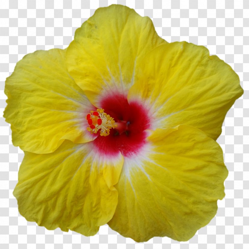 Shoeblackplant Close-up Hibiscus - Yellow - Darshan Transparent PNG