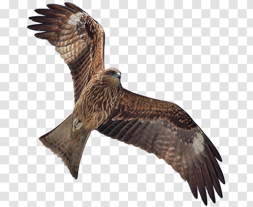Bird Black Kite Flight Clip Art - Eagle - Hawk Transparent PNG