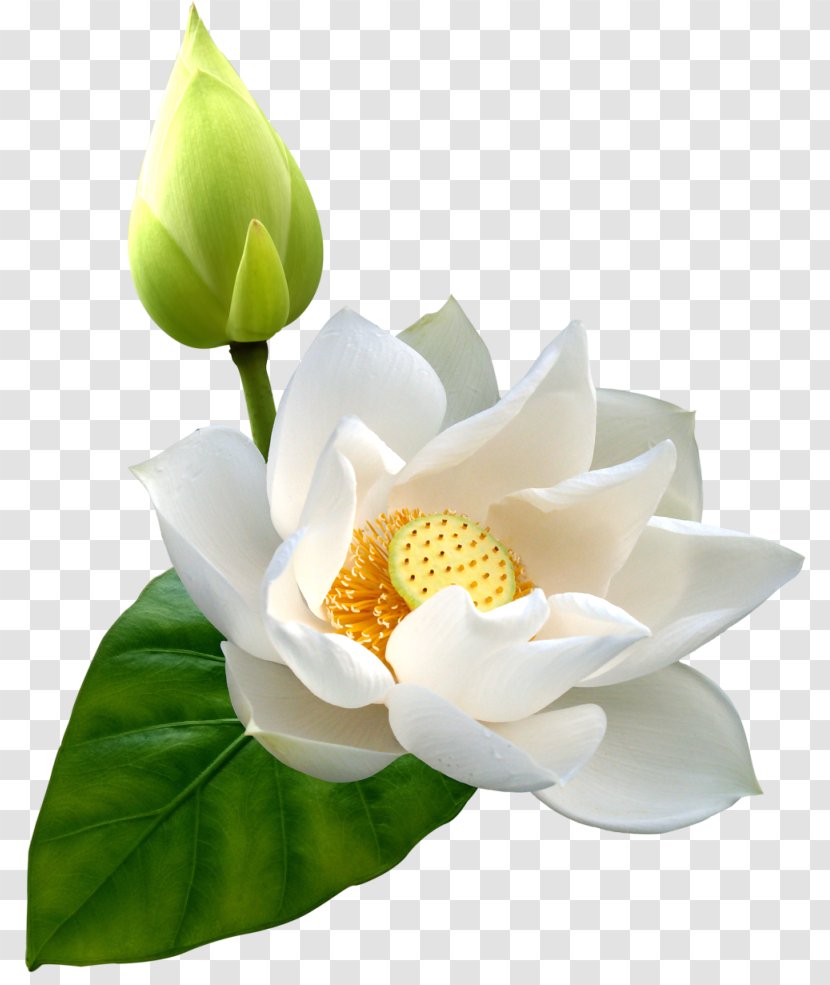 Nelumbo Nucifera Flower Clip Art - Magnolia Family - Lotus HD Transparent PNG