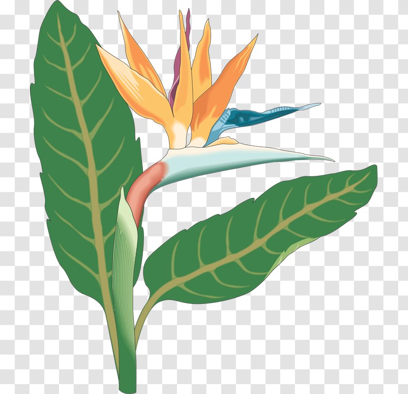 Bird-of-paradise Bird Of Paradise Flower Clip Art - Leaf - Birds Transparent PNG