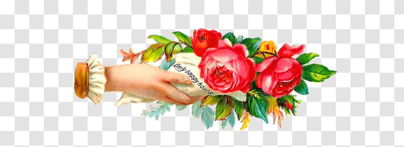 Garden Roses Cut Flowers Floral Design Flower Bouquet - Blume - Rose Transparent PNG