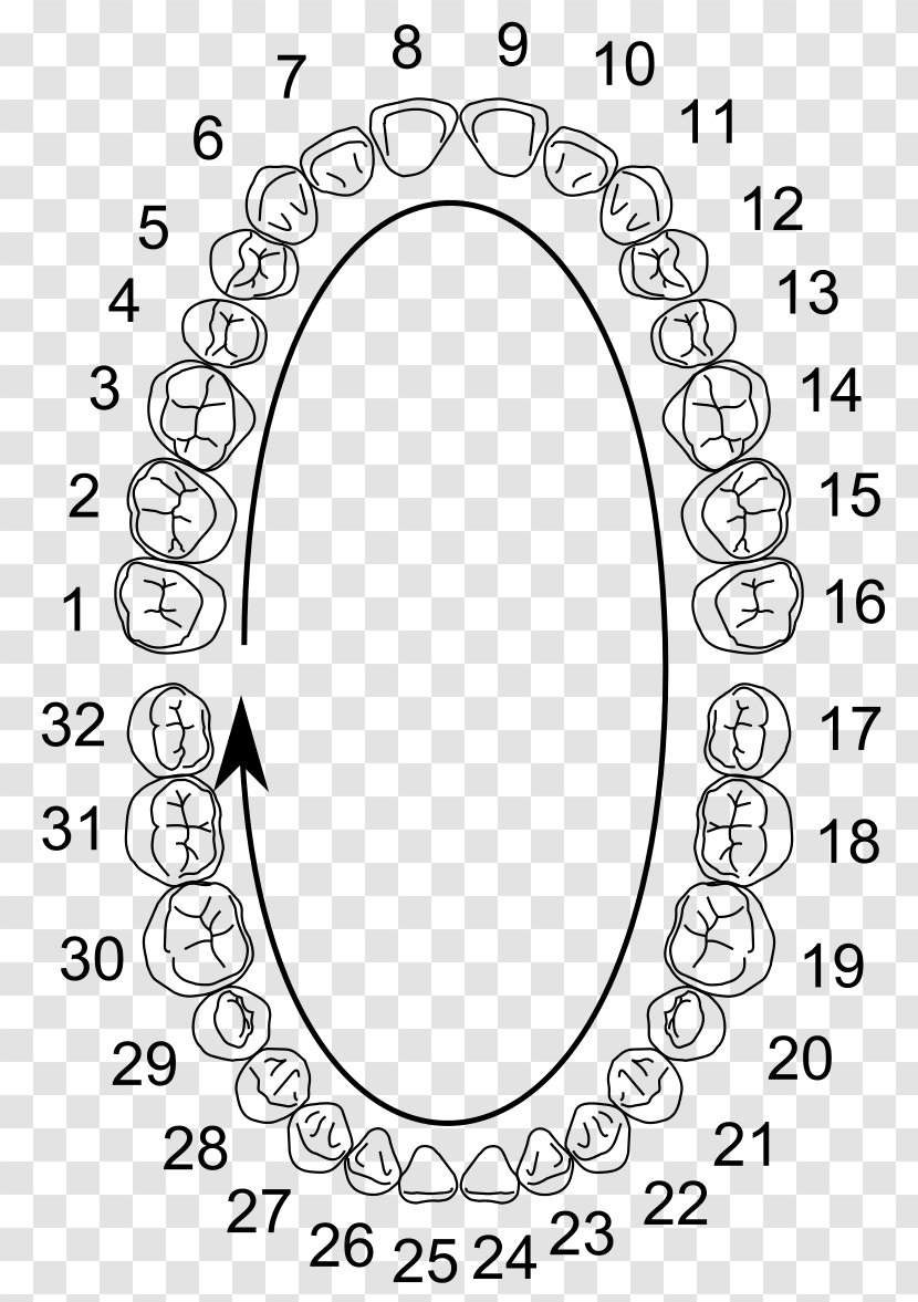 Wisdom Tooth Molar Universal Numbering System Dental Anatomy Human - Dentistry - Dandelions Transparent PNG