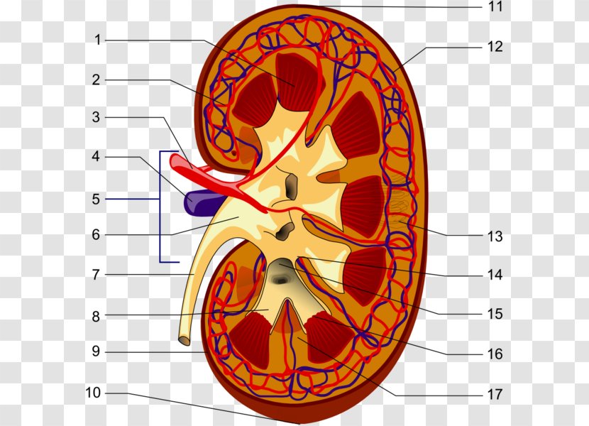 The Excretory System Kidney Excretion Endocrine - Cartoon Transparent PNG