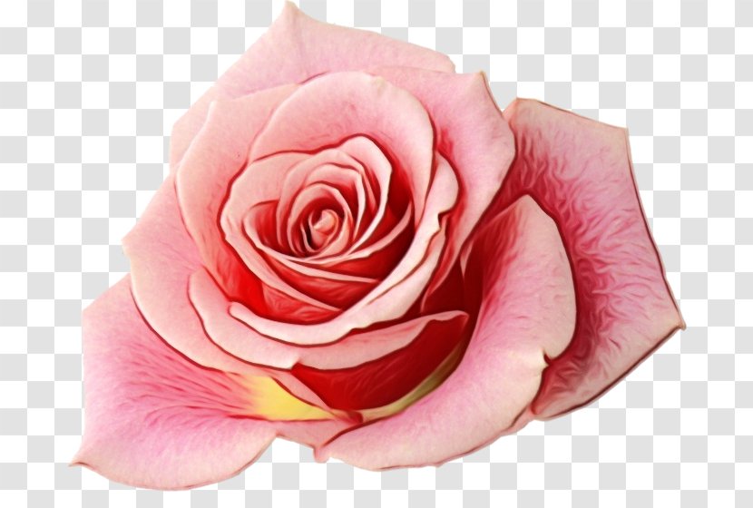 Garden Roses - Plant - Cut Flowers Floribunda Transparent PNG
