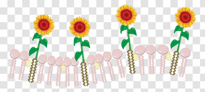 Common Sunflower Floral Design Cut Flowers Body Jewellery Clip Art - Flower Transparent PNG