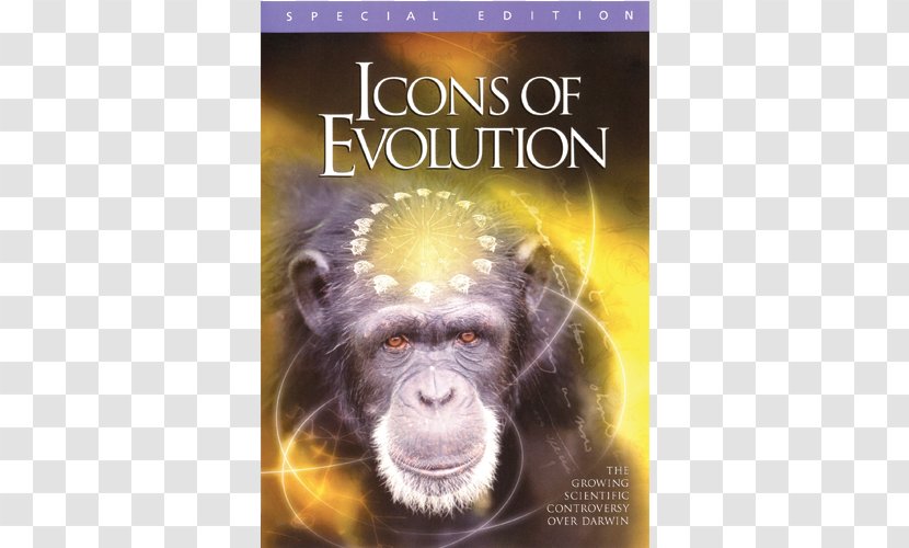 Icons Of Evolution Common Chimpanzee Darwinism DVD - Dvd Transparent PNG