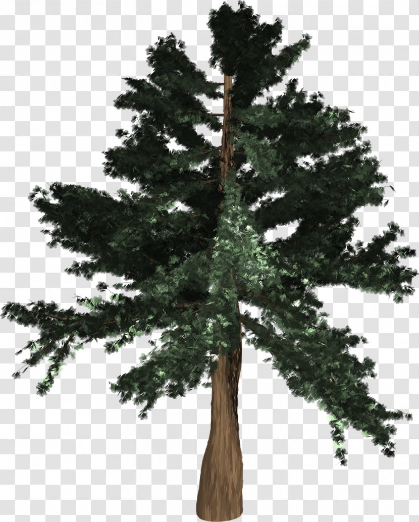 General Sherman Spruce Pine Conifers Coast Redwood - Temperate Coniferous Forest - Custom Graphics Transparent PNG