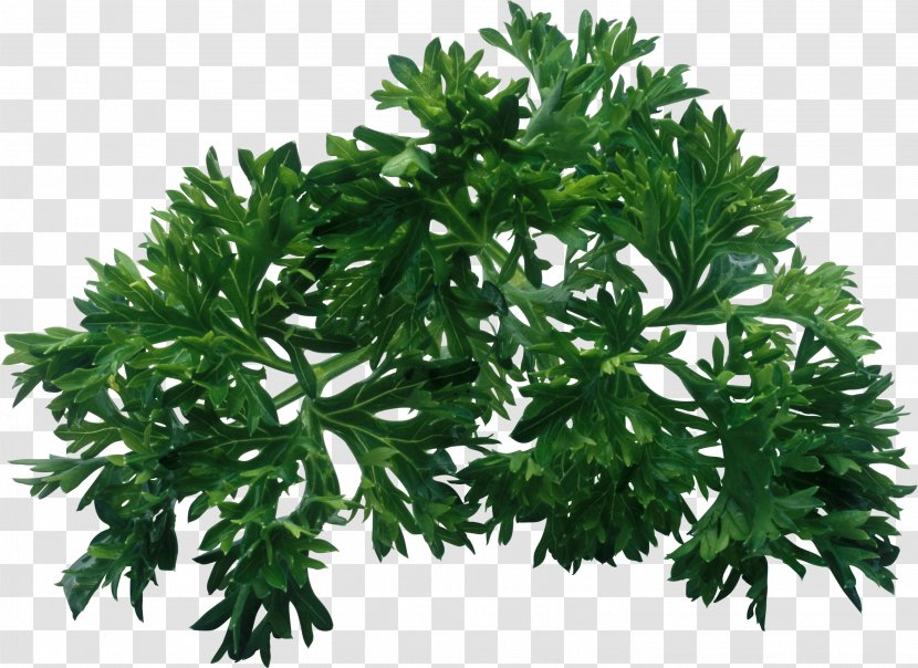 Parsley Herb Leaf Vegetable Dill - Branch Transparent PNG